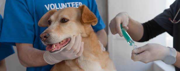 Veterinar cijepi psa u ordinaciji